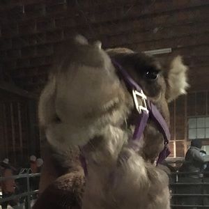 Meet your Posher, Steen